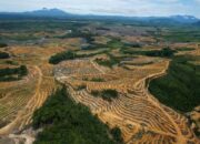 KLHK: Tingkat Deforestasi Indonesia Turun di Forum Hutan PBB