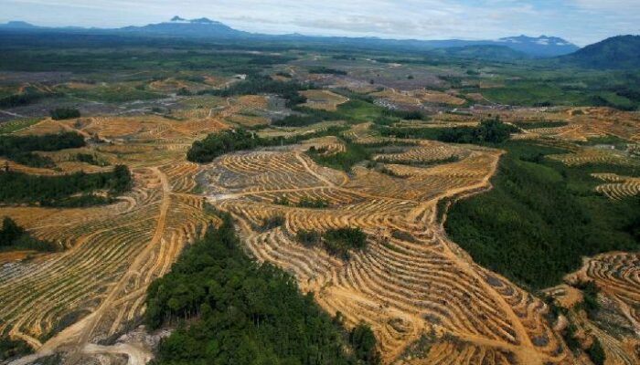 KLHK: Tingkat Deforestasi Indonesia Turun di Forum Hutan PBB