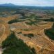 KLHK: Tingkat Deforestasi Indonesia Turun di Forum Hutan PBB