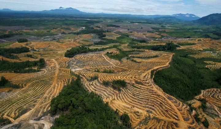 KLHK: Tingkat Deforestasi Indonesia Turun di Forum Hutan PBB