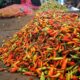 Harga Pangan Hari Ini, Cabai Rawit Merah Naik Gula Turun