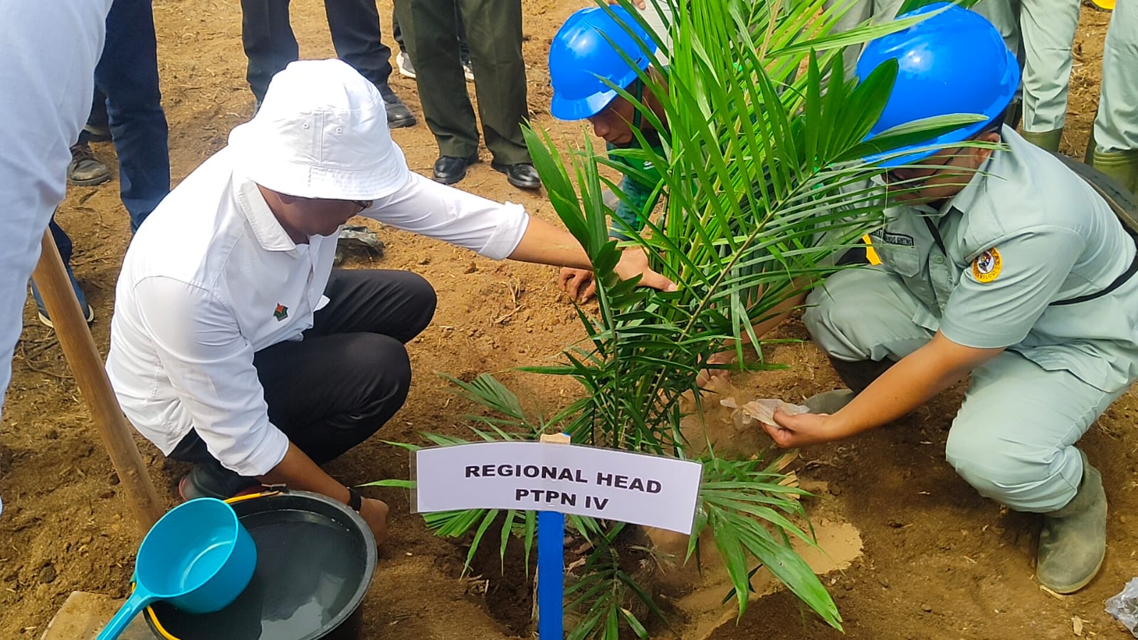 PTPN IV Adolina Mulai Penanaman Perdana 737 Hektar