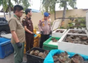 Dit Polairud Polda Sumut Sita 1.600 Ekor Belangkas Dari Serdangbedagai