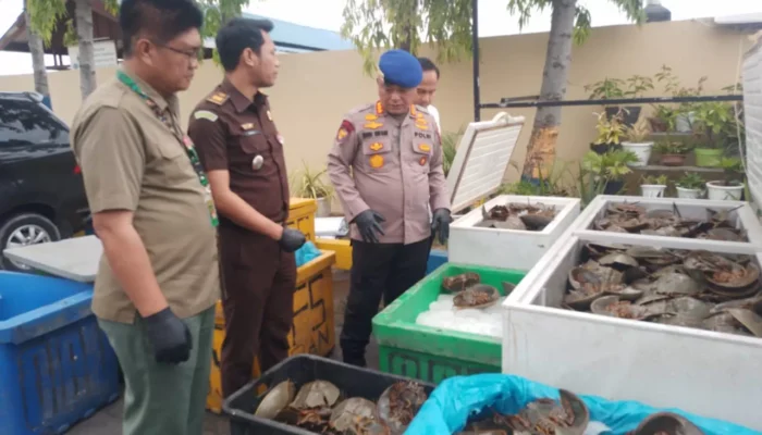 Dit Polairud Polda Sumut Sita 1.600 Ekor Belangkas Dari Serdangbedagai