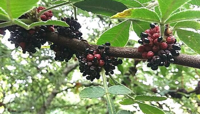 Andaliman Tanaman Khas Tepian Danau Toba, Diekspor Untuk Makanan dan Minuman