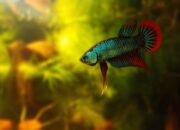 Cara Budidaya Ikan Cupang, dari Hobby hingga jadi Penghasilan Tambahan