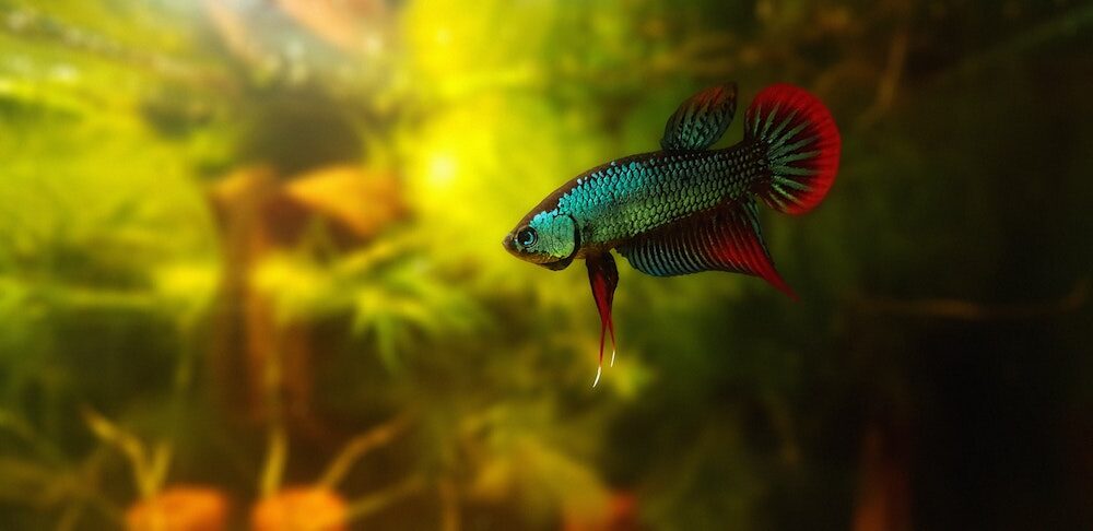 Cara Budidaya Ikan Cupang, dari Hobby hingga jadi Penghasilan Tambahan