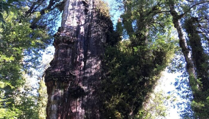 Pohon Tertua Berumur 5 Ribu Tahun Lebih, Ini Penampakannya