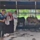 Regal Springs Indonesia Salurkan Hewan Kurban ke Masyarakat Sekitar Pabrik