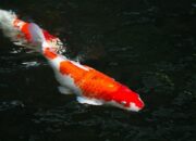 Bisnis Budidaya Serta Investasi Ikan Koi