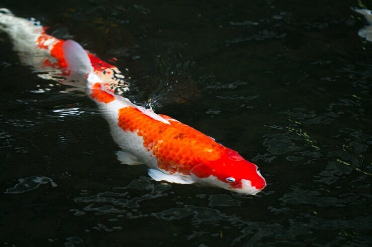 Bisnis Budidaya Serta Investasi Ikan Koi