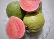 Jambu Biji Bisa Sembuhkan DBD, Mitos atau Fakta?