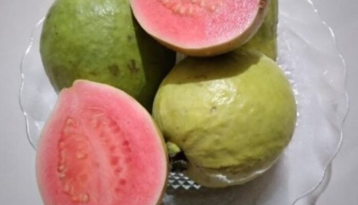 Jambu Biji Bisa Sembuhkan DBD, Mitos atau Fakta?