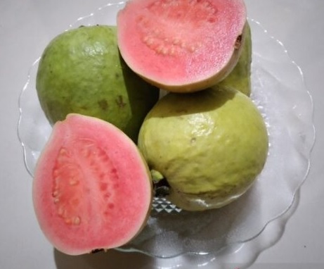 Jambu Biji Bisa Sembuhkan DBD, Mitos atau Fakta?