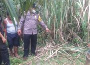 Pria Tewas Di ladang Sawit Diduga Tersambar Petir