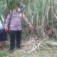 Pria Tewas Di ladang Sawit Diduga Tersambar Petir