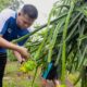 Wabup Sergai Bangun Ekonomi dengan Sentra Buah Naga