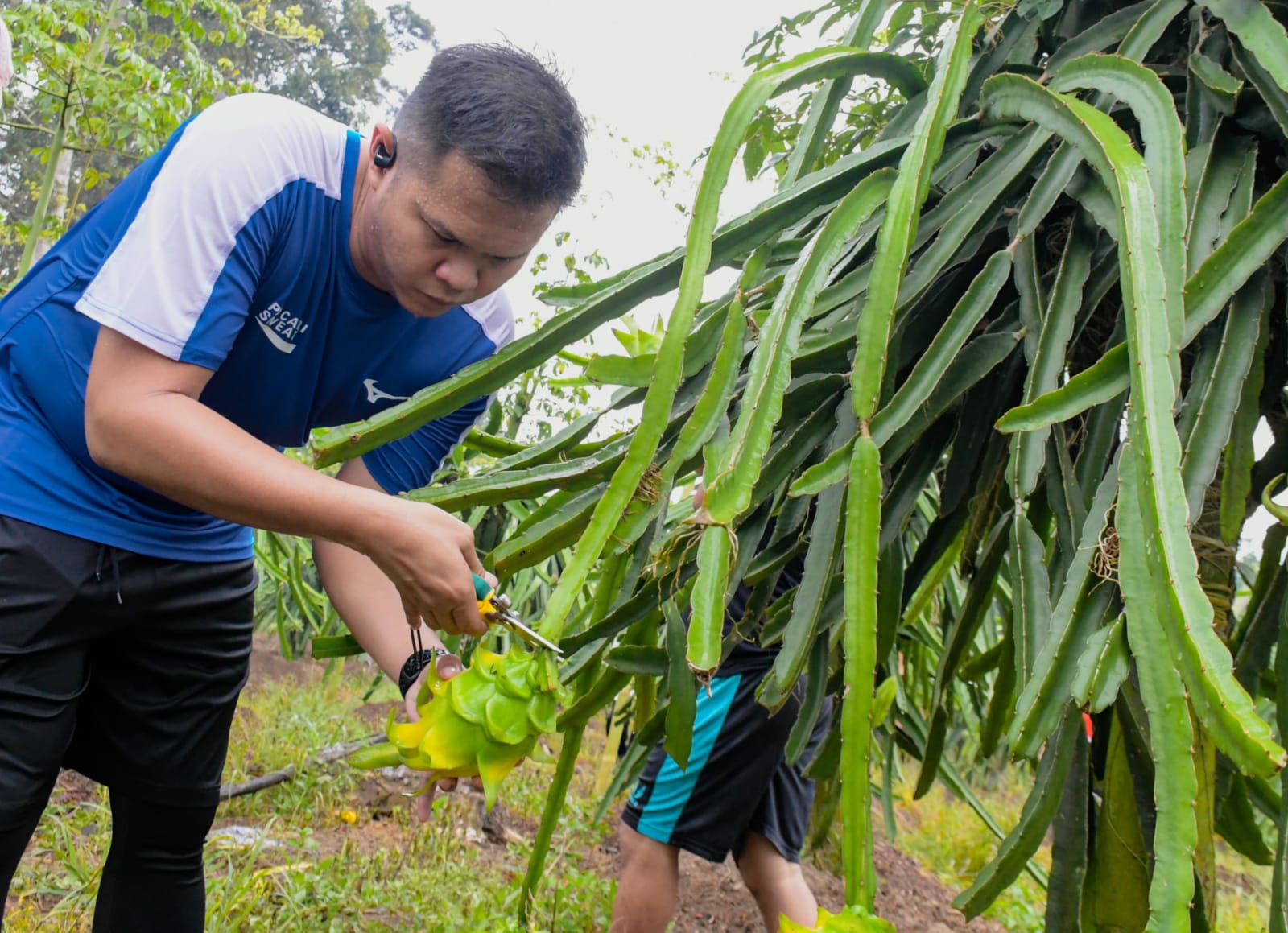 Wabup Sergai Bangun Ekonomi dengan Sentra Buah Naga