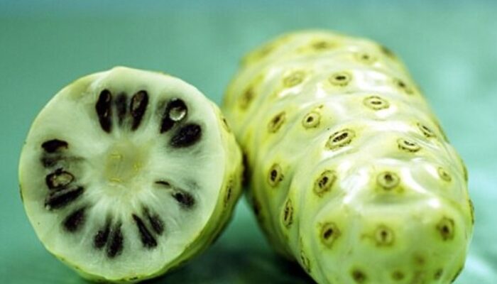 Menurunkan Gula Darah dan Kolesterol dengan Buah Mengkudu, Begini Cara Mengolahnya