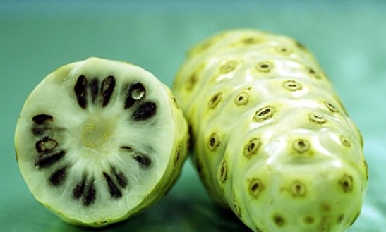 Menurunkan Gula Darah dan Kolesterol dengan Buah Mengkudu, Begini Cara Mengolahnya
