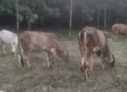 Lahan Perkebunan Jadi Jantung Usaha Bagi Peternak