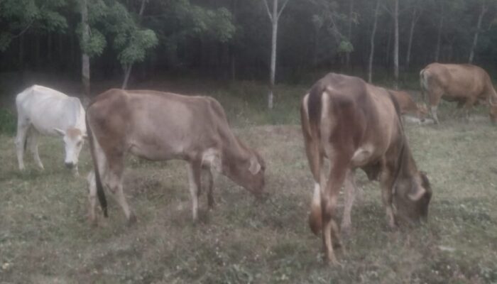 Lahan Perkebunan Jadi Jantung Usaha Bagi Peternak