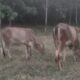 Lahan Perkebunan Jadi Jantung Usaha Bagi Peternak