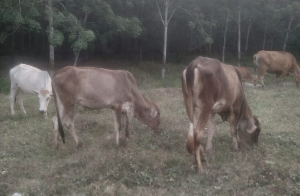 Lahan Perkebunan Jadi Jantung Usaha Bagi Peternak