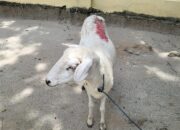 Maling Kambing Diciduk Warga, Aksi Ketahuan Saat Hendak Kabur