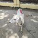 Maling Kambing Diciduk Warga, Aksi Ketahuan Saat Hendak Kabur