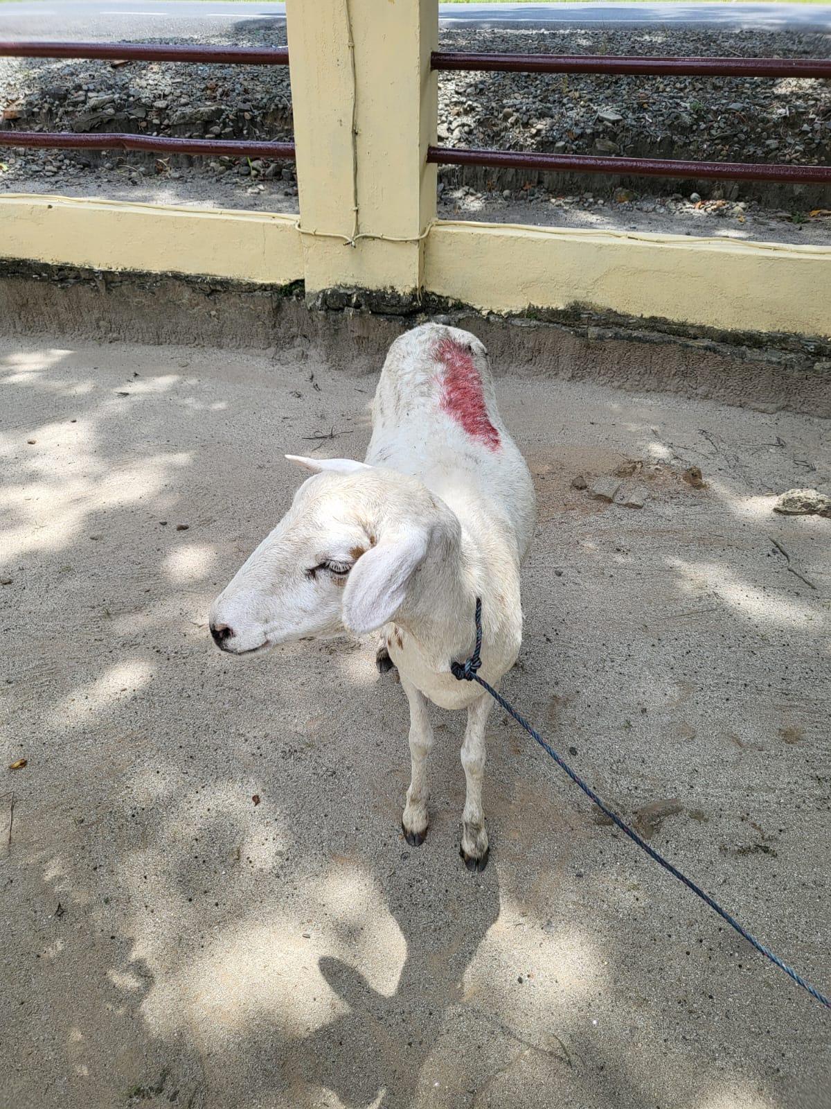 Maling Kambing Diciduk Warga, Aksi Ketahuan Saat Hendak Kabur
