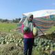 Irigasi Bagus Hasil Panen Meningkat, Petani Semangka Akui Kinerja Dambaan