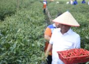 Bupati Darma Wijaya juga menekankan pentingnya peningkatan produksi sektor hortikultura. Pada 28 Februari 2024, Bupati Darma Wijaya mengikuti panen cabai merah di Desa Kerapuh Kecamatan Dolok Masihul. (Intarta/Diskominfo Sergai)