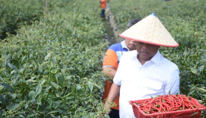 Membangun Masa Depan yang Gemilang: Kisah Sukses Sektor Pertanian di Kabupaten Sergai