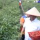 Bupati Darma Wijaya juga menekankan pentingnya peningkatan produksi sektor hortikultura. Pada 28 Februari 2024, Bupati Darma Wijaya mengikuti panen cabai merah di Desa Kerapuh Kecamatan Dolok Masihul. (Intarta/Diskominfo Sergai)