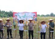 Di Polsek Padang Hulu, Kapolres Tebing Tinggi Pimpin Panen Raya Jagung Tahap I