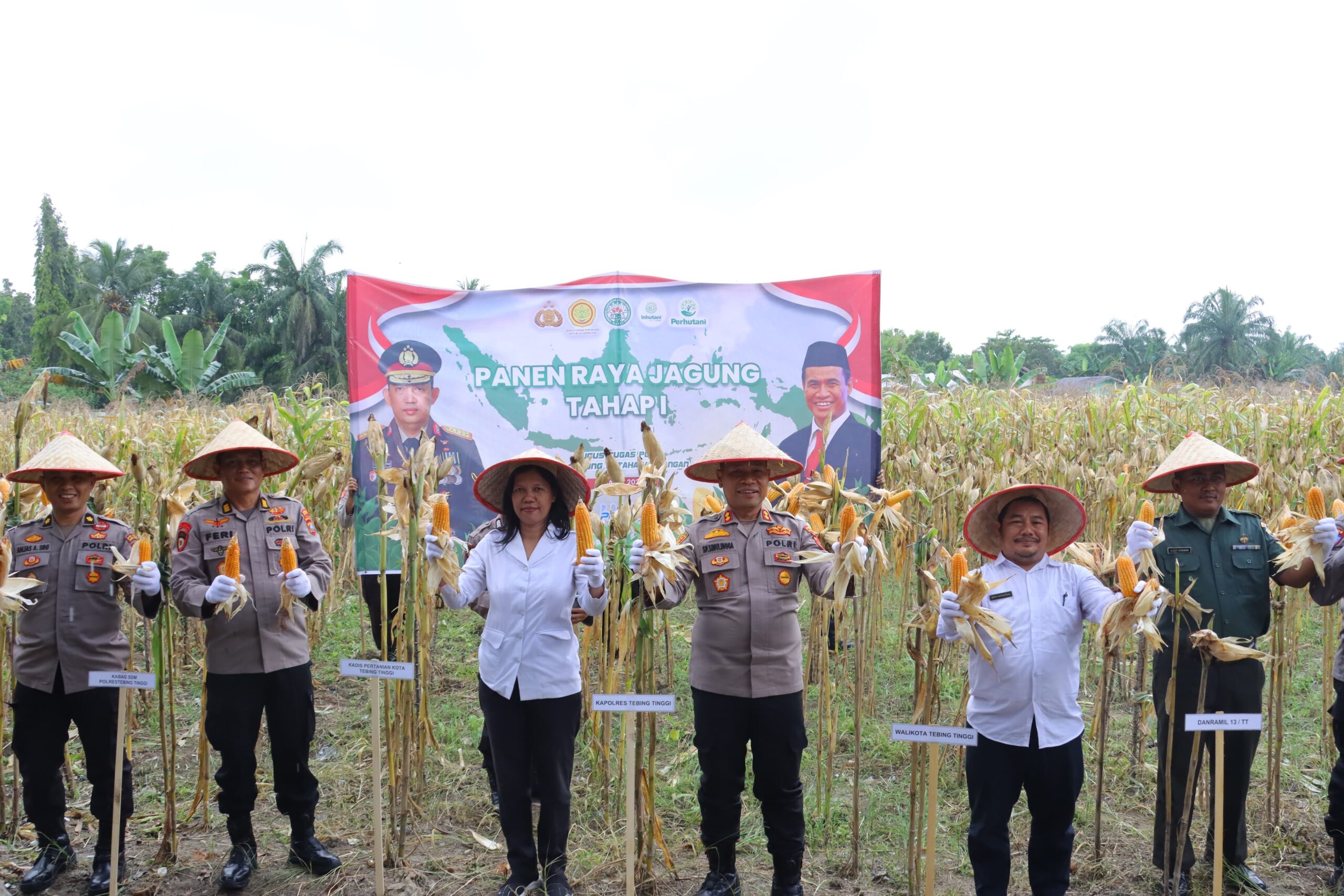 Di Polsek Padang Hulu, Kapolres Tebing Tinggi Pimpin Panen Raya Jagung Tahap I