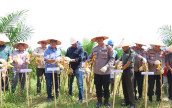 Polres Tebing Tinggi Panen Raya Jagung, Dukung Program Ketahanan Pangan Nasional
