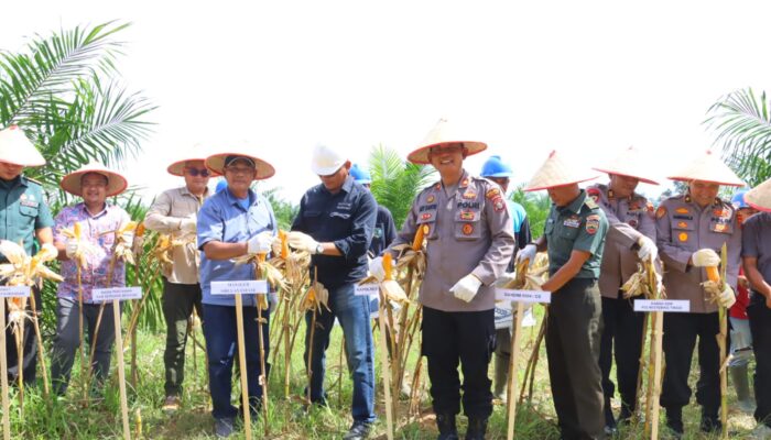 Polres Tebing Tinggi Panen Raya Jagung, Dukung Program Ketahanan Pangan Nasional