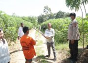 Rekontruksi Begal Sadis di Sergai, Tukang Ojek Digorok dan Dipukul Batang Ubi, Pelaku Terancam 12 Tahun Penjara
