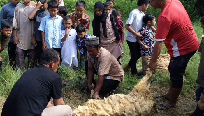 Rayakan Idul Adha 1446 H, Kolaborasi Masyarakat dan Pemdes Pekan Sialang Buah Potong 28 ekor Hewan Kurban