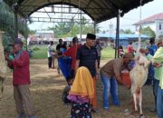 Rayakan Idul Adha 1446 H, Kolaborasi Masyarakat dan Pemdes Pekan Sialang Buah Potong 28 ekor Hewan Kurban