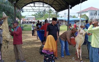 Rayakan Idul Adha 1446 H, Kolaborasi Masyarakat dan Pemdes Pekan Sialang Buah Potong 28 ekor Hewan Kurban