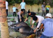 Rayakan Idul Adha 1446 H, Polres Tebing Tinggi Lakukan Penyembelihan Hewan Qurban di Mapolres dan Polsek Jajaran