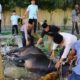 Rayakan Idul Adha 1446 H, Polres Tebing Tinggi Lakukan Penyembelihan Hewan Qurban di Mapolres dan Polsek Jajaran