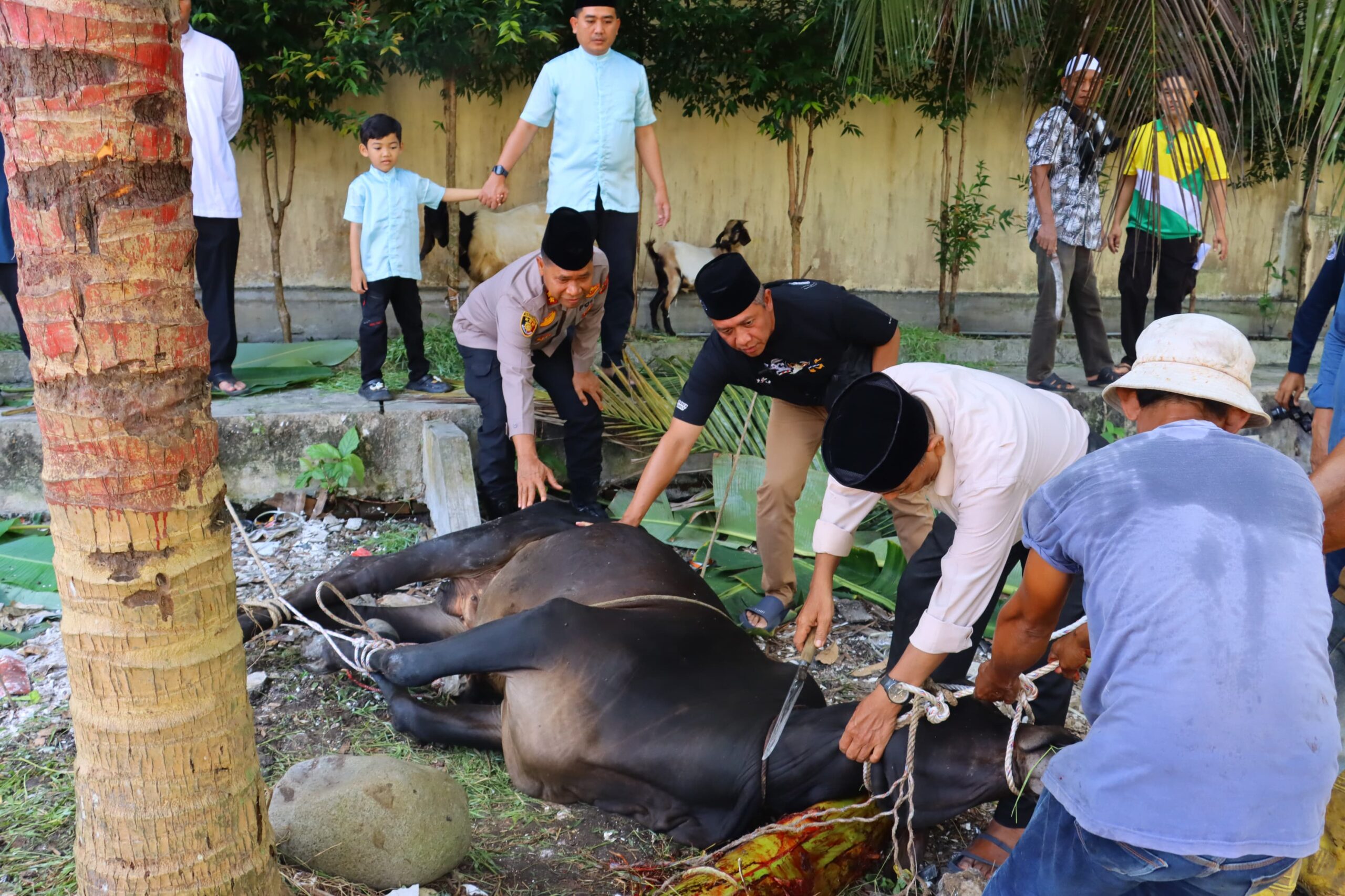 Rayakan Idul Adha 1446 H, Polres Tebing Tinggi Lakukan Penyembelihan Hewan Qurban di Mapolres dan Polsek Jajaran