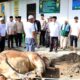Sapi Kurban Presiden Prabowo Seberat 800 Kg Disalurkan di Sergai