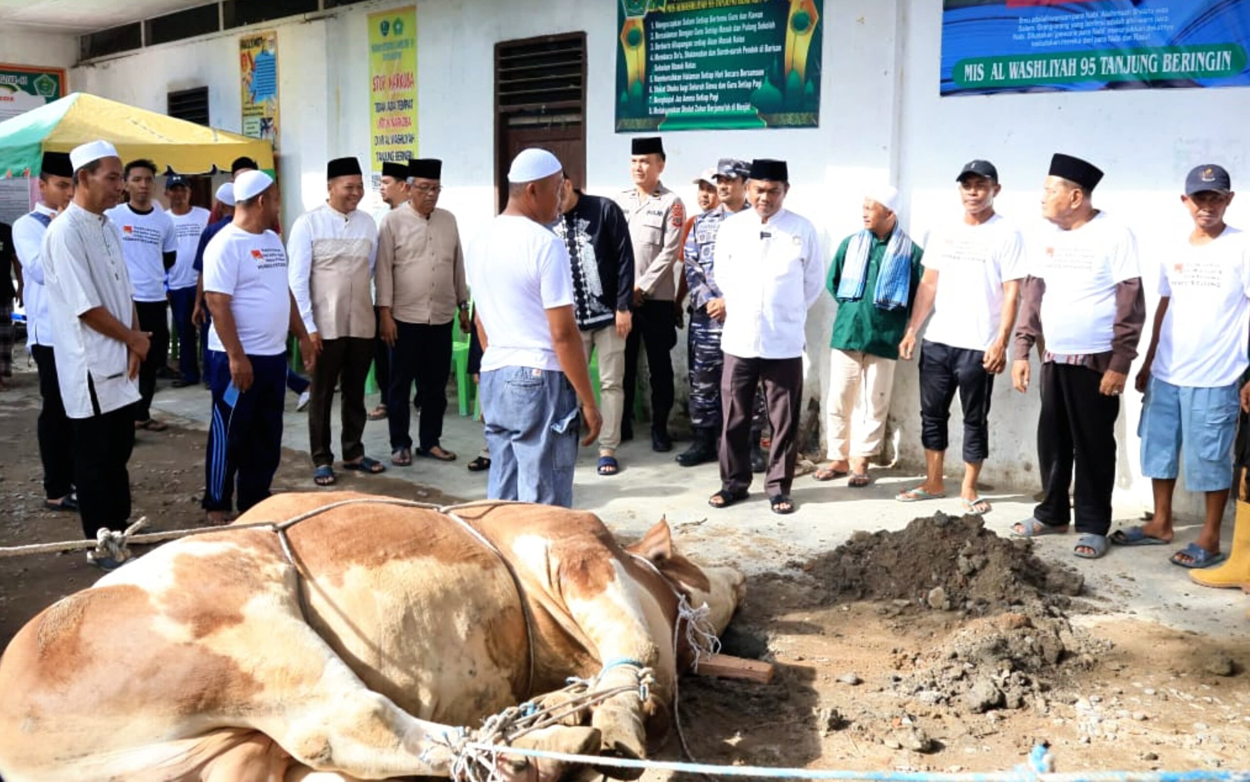 Sapi Kurban Presiden Prabowo Seberat 800 Kg Disalurkan di Sergai