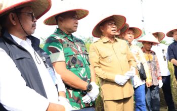Sinergi TNI-Pemkab Sergai, Padi Sinar Mentari Capai 10 Ton/Ha, Bupati Puji Dukungan TNI