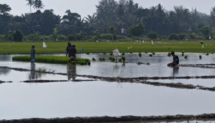 Musim Tanam Tiba, Buruh Tani Sergai Nikmati Kenaikan Upah